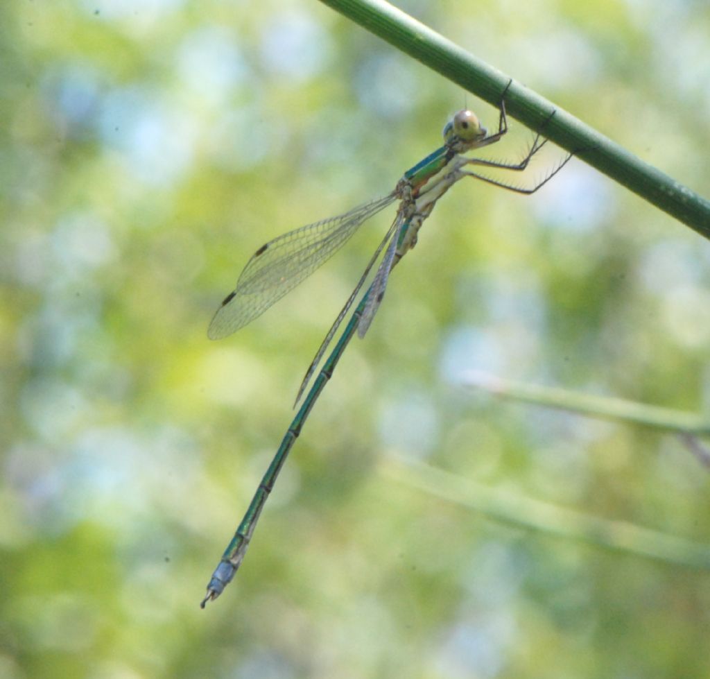 da identificare: Chalcolestes parvidens e Lestes virens